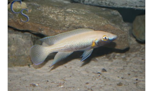 Neolamprologus nigriventris